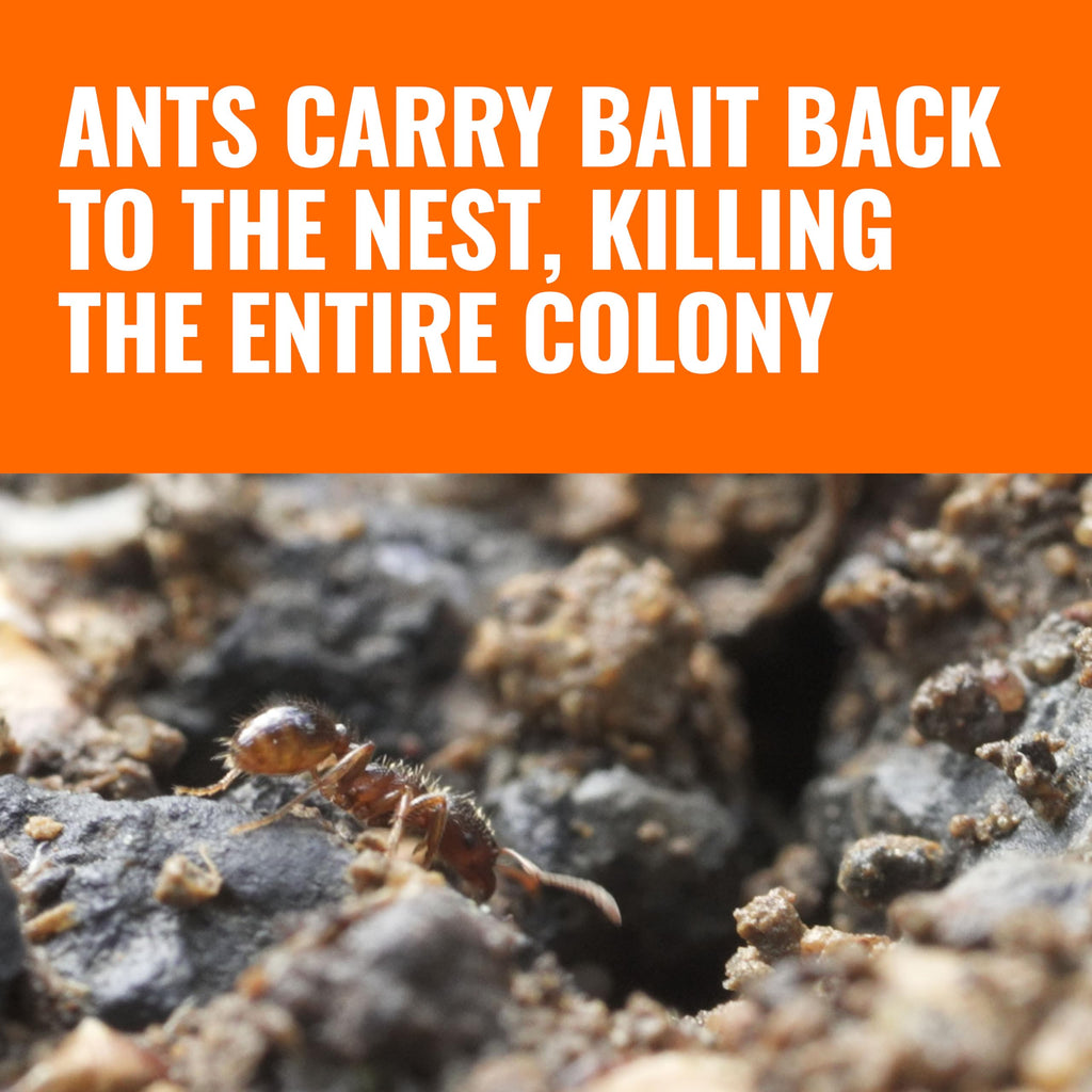 Outdoor Liquid Ant Bait Killer and Trap 8 Bait Stations S9948